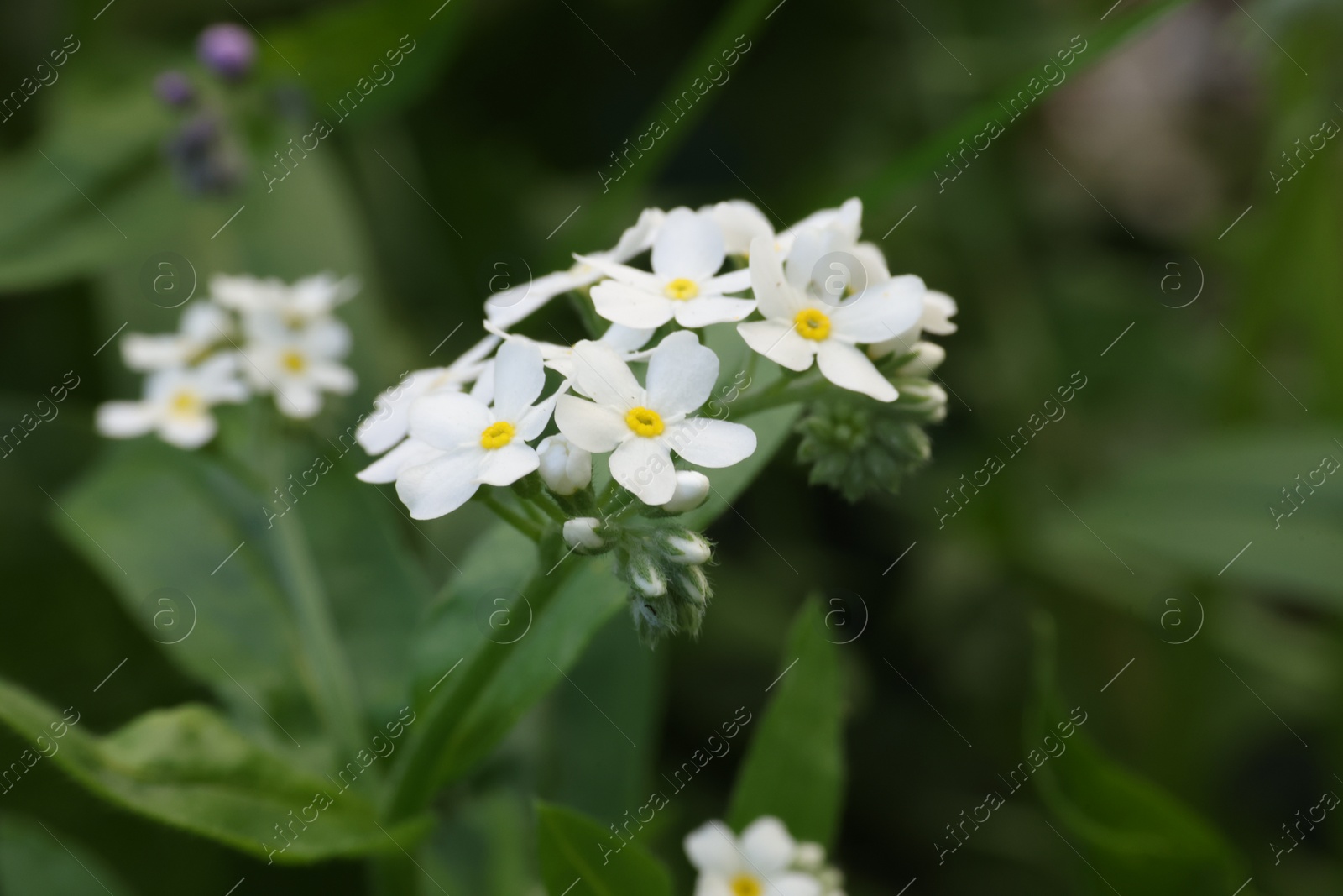 Photo of Beautiful forget-me-not flowers growing outdoors. Spring season