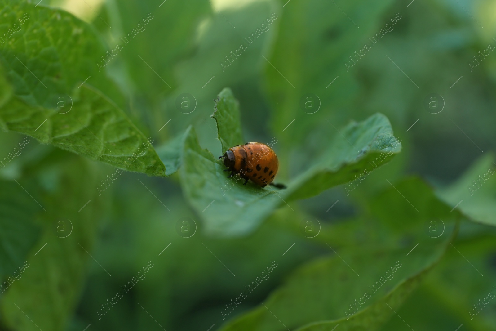 Photo of Larva of colorado potato beetle on green plant outdoors, closeup