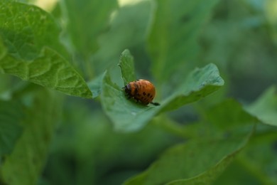 Photo of Larva of colorado potato beetle on green plant outdoors, closeup