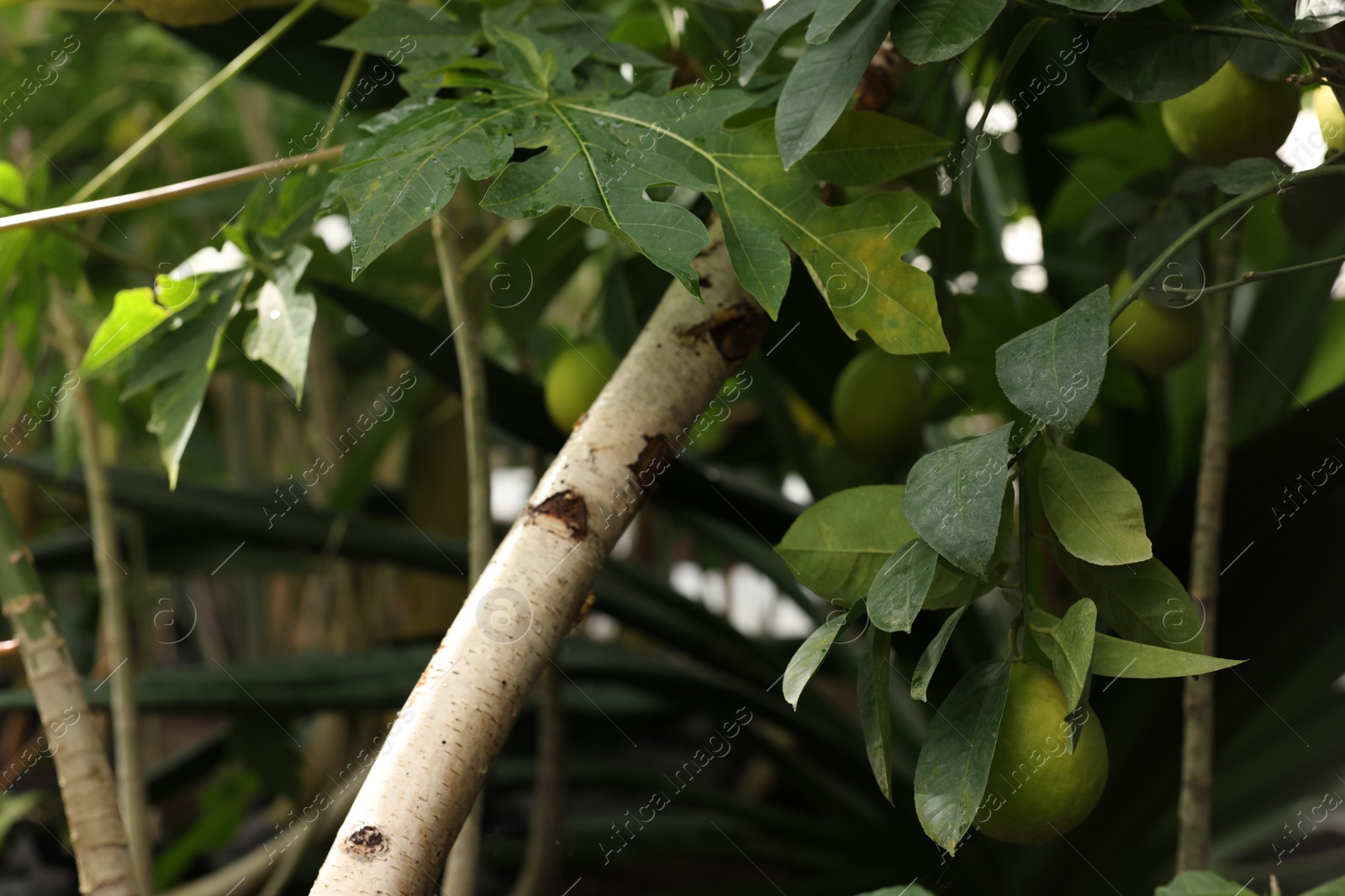 Photo of Fresh limes growing on tree in greenhouse, closeup