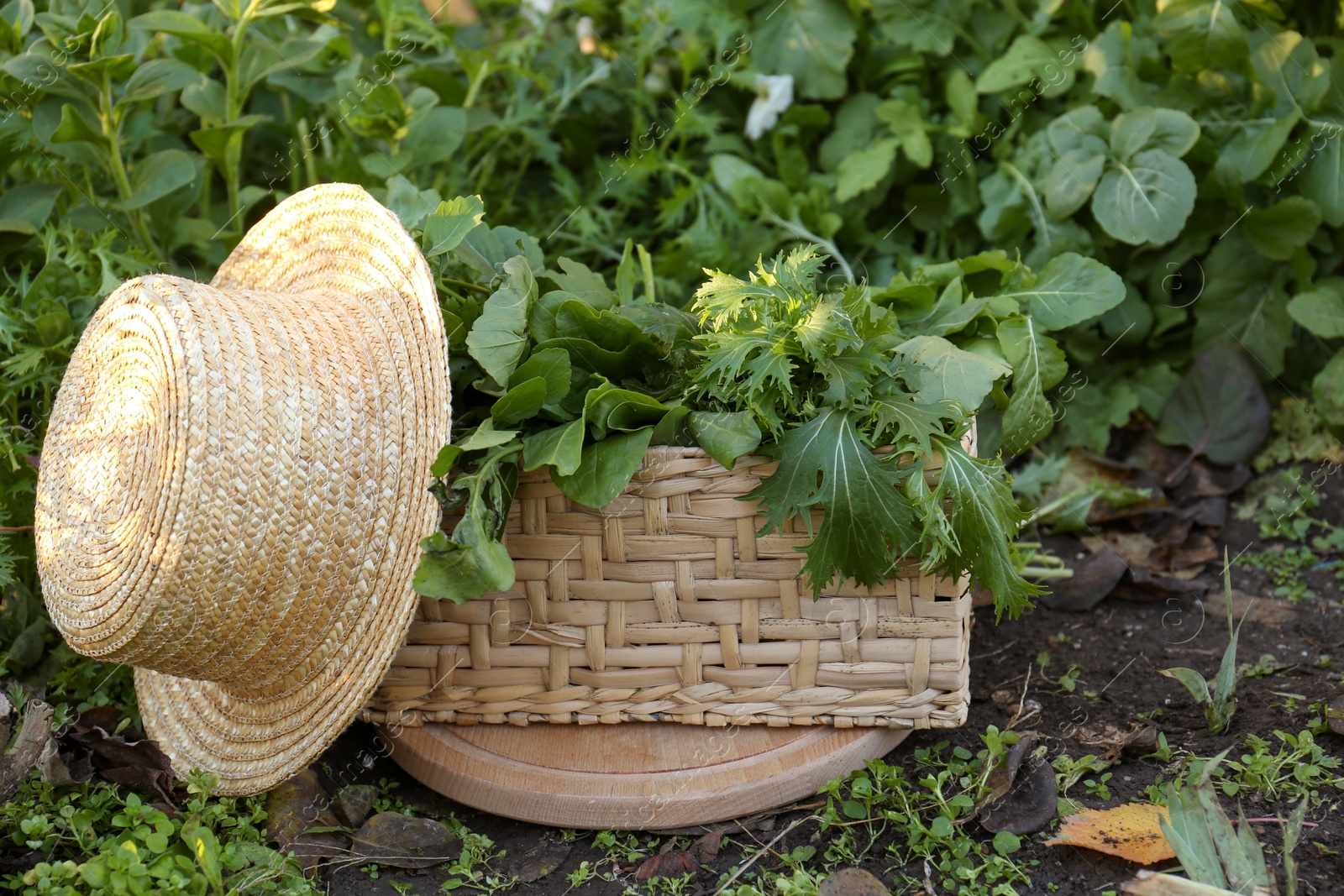 Photo of Wicker basket with many fresh green herbs and straw hat on ground outdoors