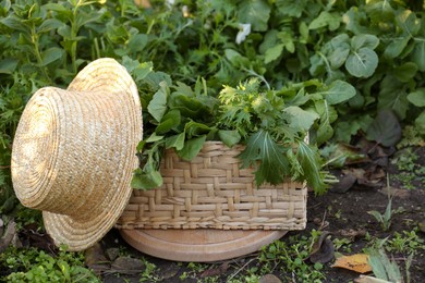 Photo of Wicker basket with many fresh green herbs and straw hat on ground outdoors