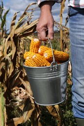 Photo of Man holding bucket with delicious ripe corn cobs in field, closeup