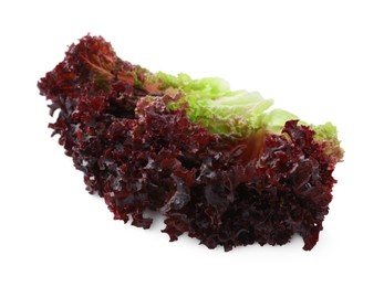 Leaves of fresh red coral lettuce isolated on white