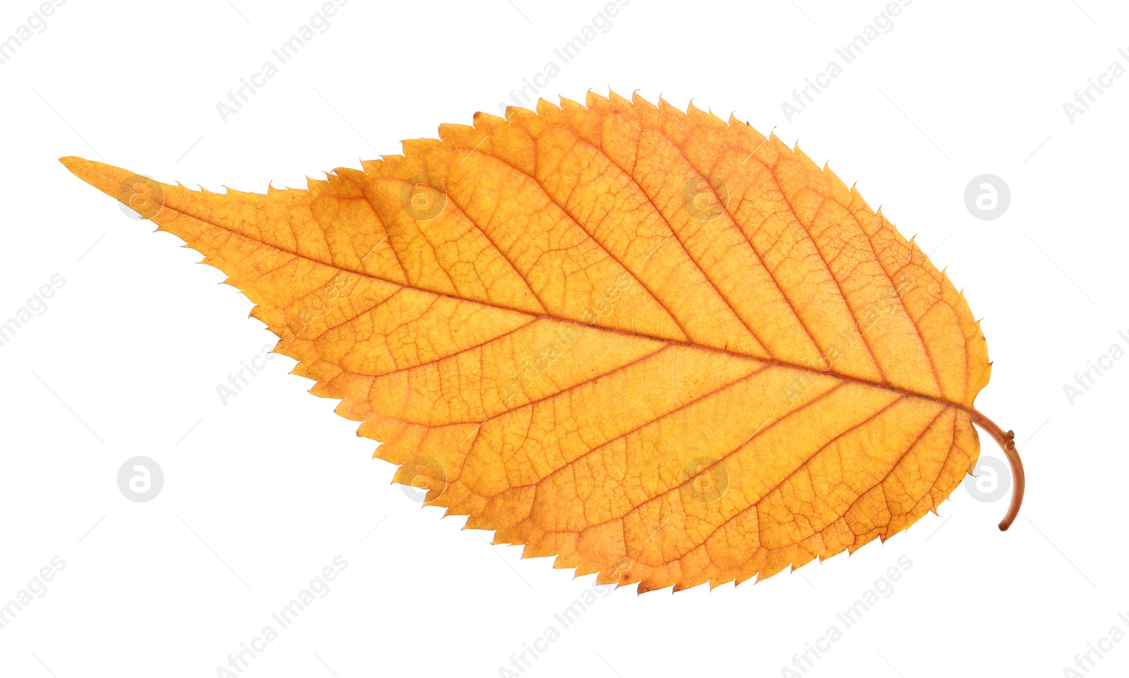 Photo of Beautiful autumn leaf on white background. Fall foliage