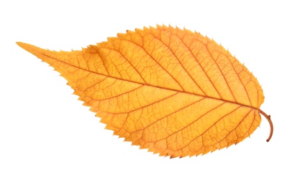 Beautiful autumn leaf on white background. Fall foliage