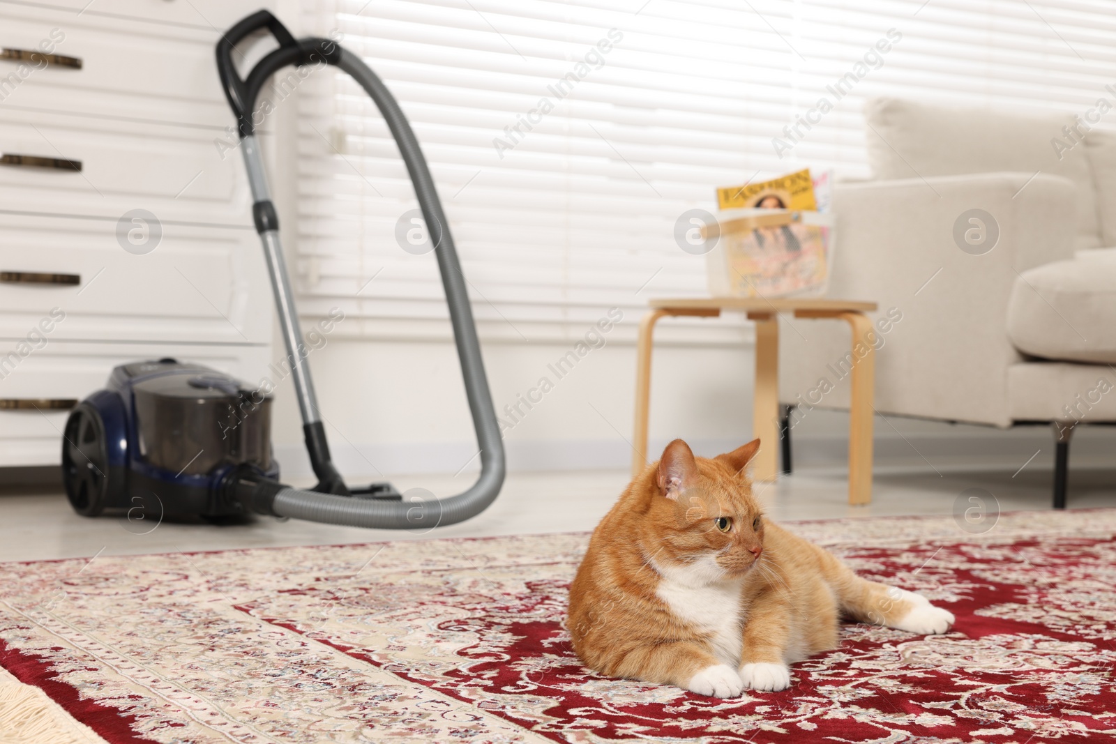 Photo of Cute ginger cat lying on carpet at home. Space for text