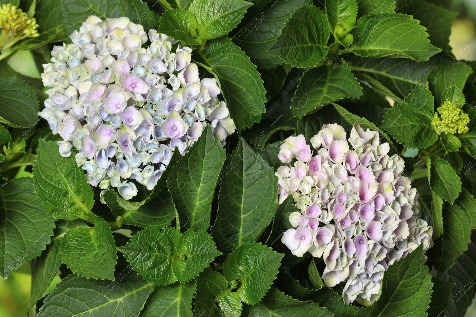 Photo of Hortensia plant with beautiful flowers, top view