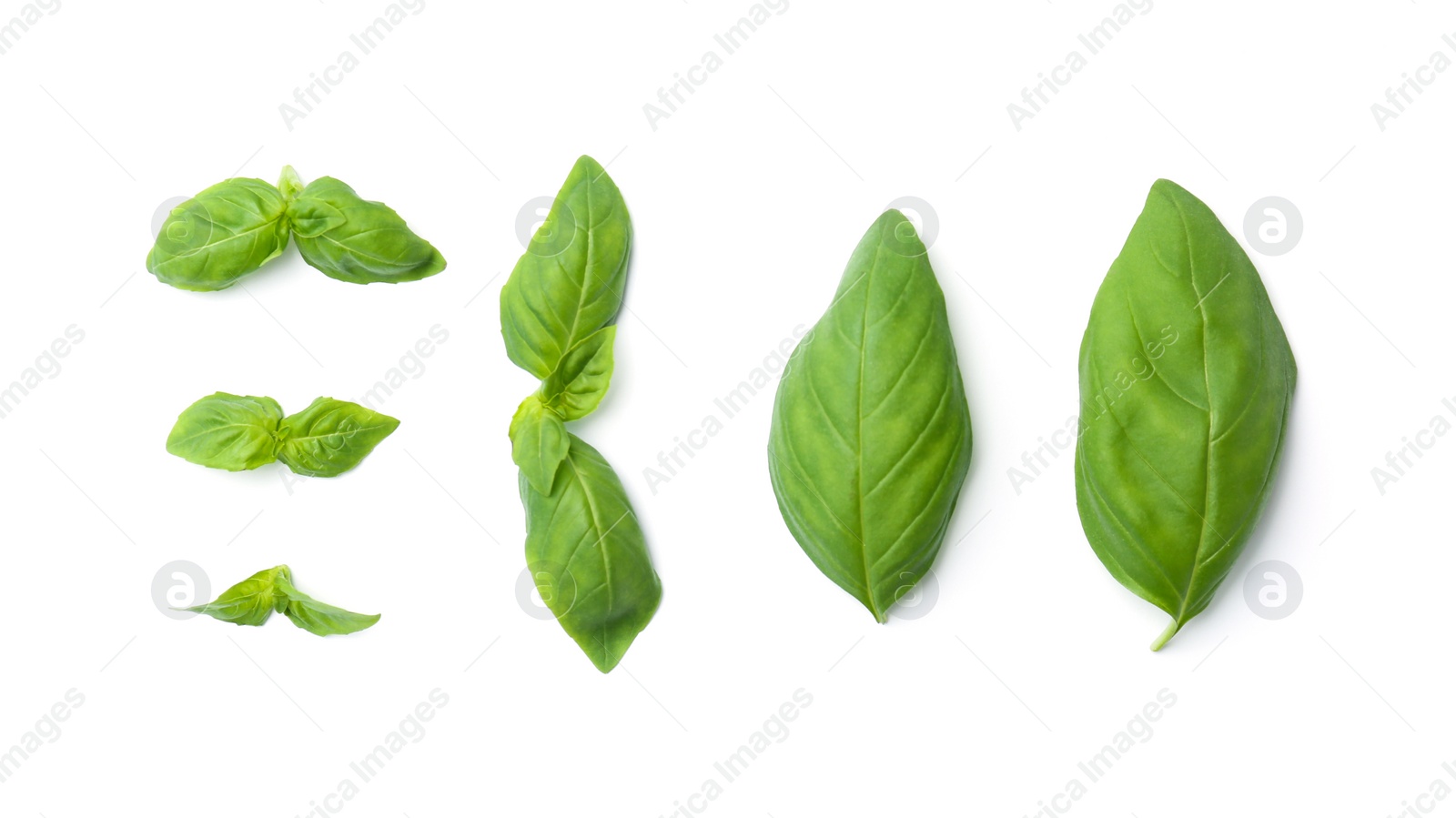 Photo of Fresh green basil leaves on white background, top view