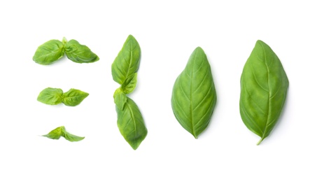 Photo of Fresh green basil leaves on white background, top view