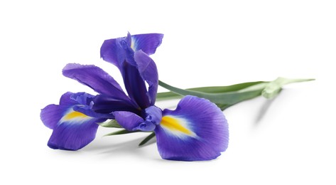 Photo of Beautiful violet iris flower isolated on white