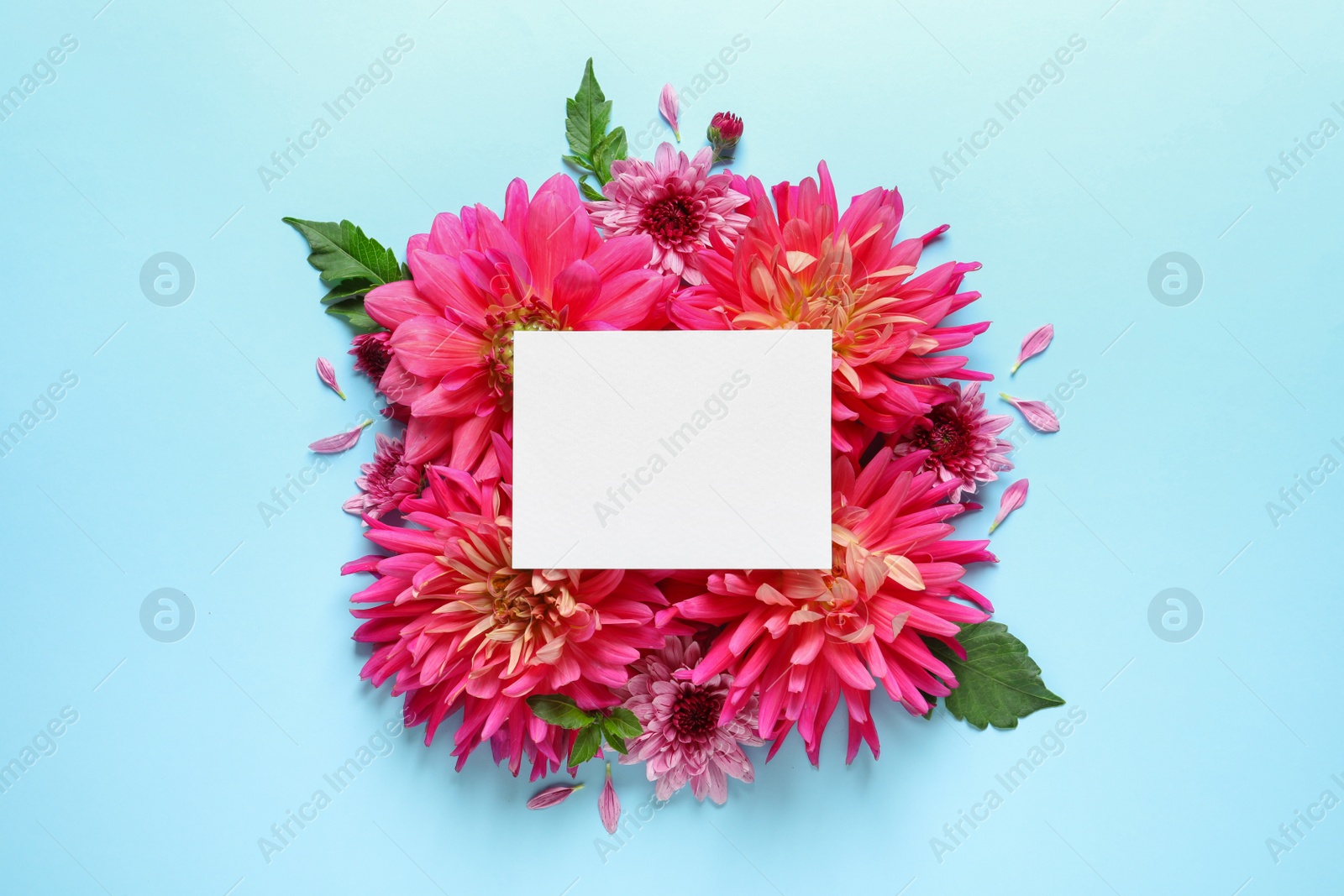 Photo of Flat lay composition with beautiful dahlia flowers and blank card on color background