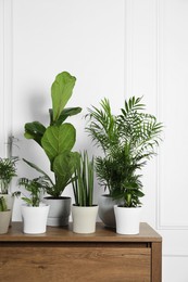 Photo of Many different houseplants in pots on wooden table near white wall