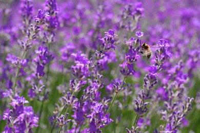 Photo of Bee on beautiful blooming lavender in field, closeup