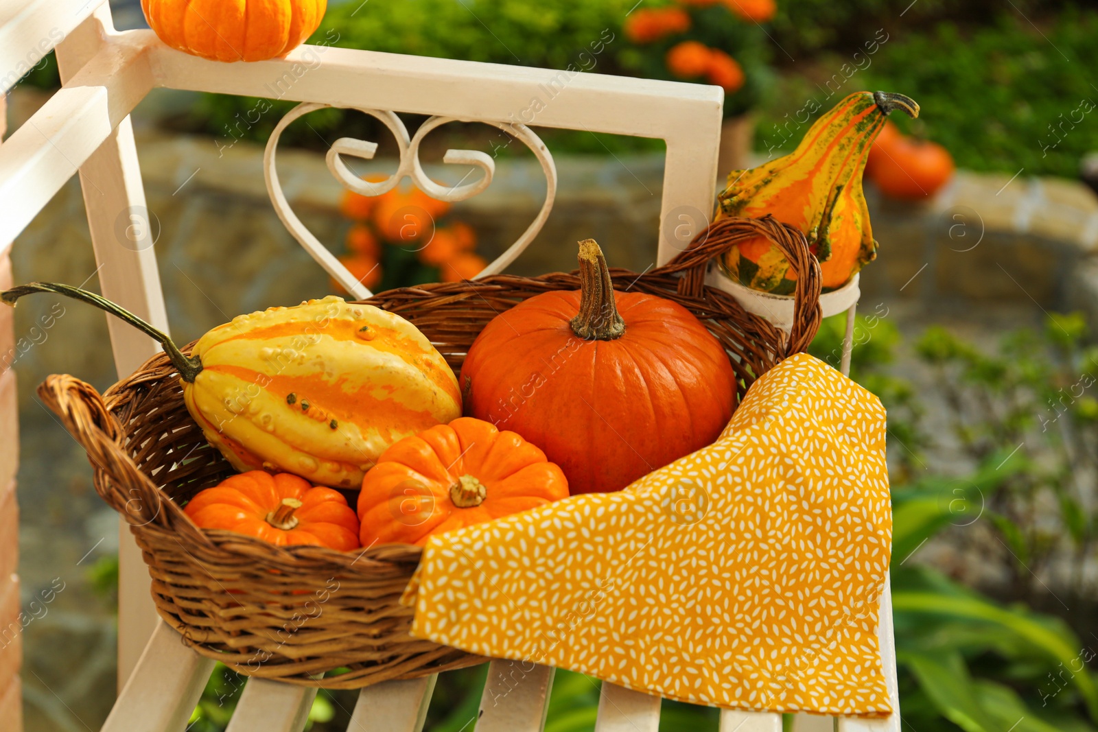 Photo of Wicker basket with whole ripe pumpkins on white wooden bench outdoors