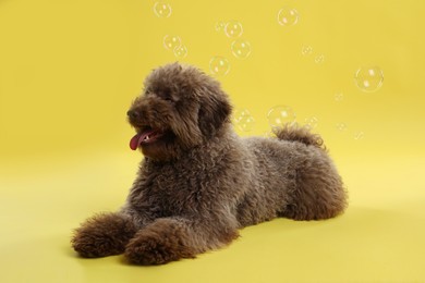 Photo of Cute Toy Poodle dog on yellow background