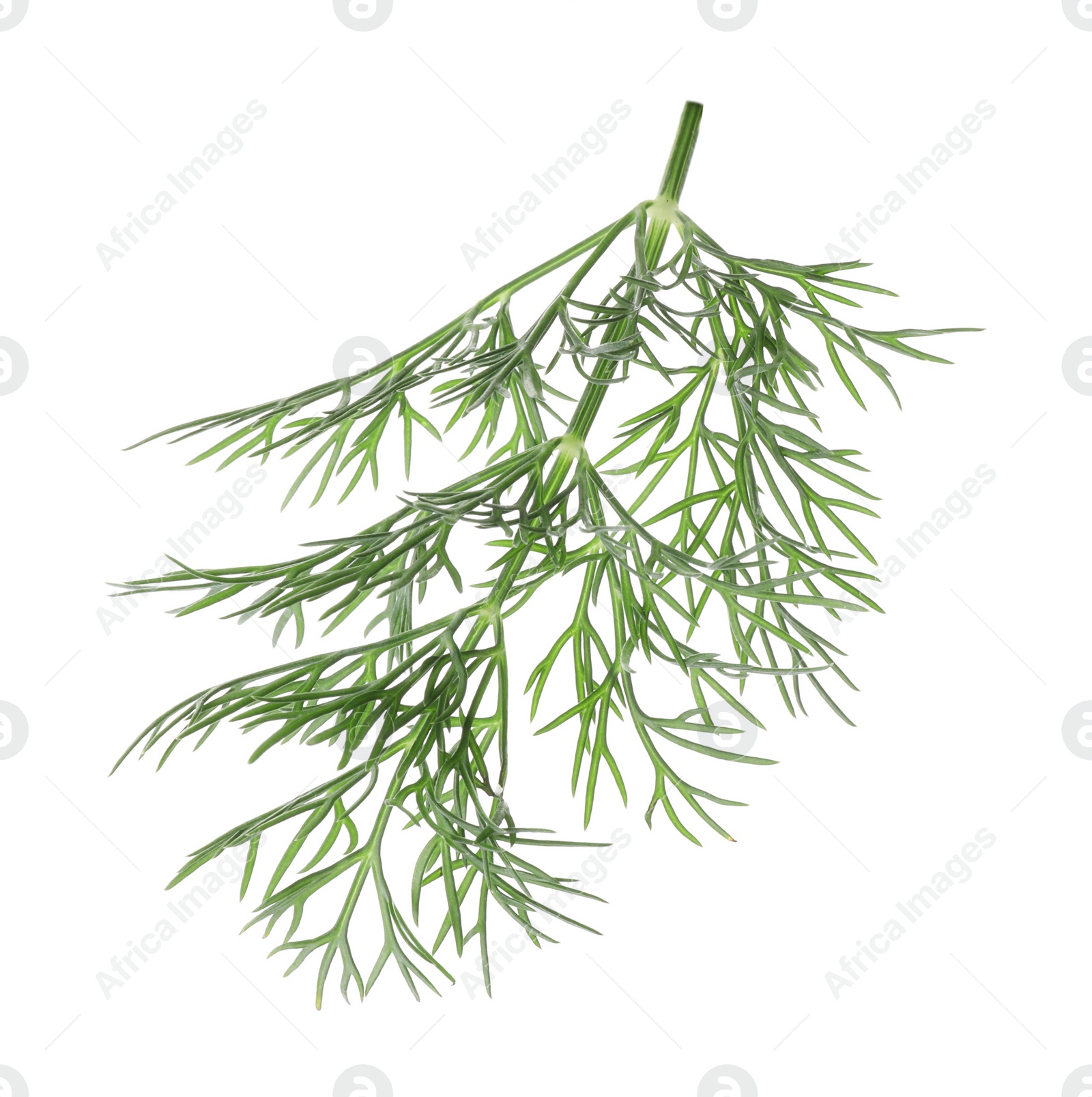 Photo of Sprig of fresh dill isolated on white