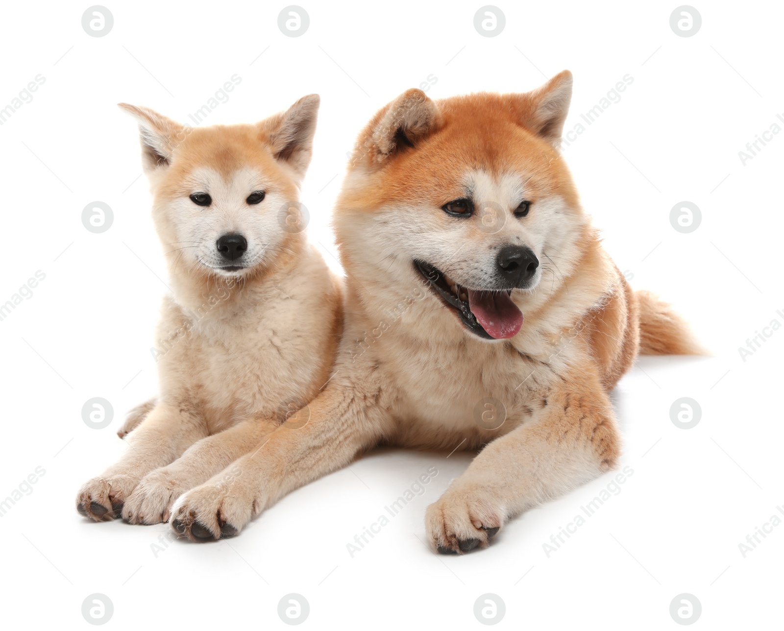 Photo of Adorable Akita Inu dog and puppy isolated on white