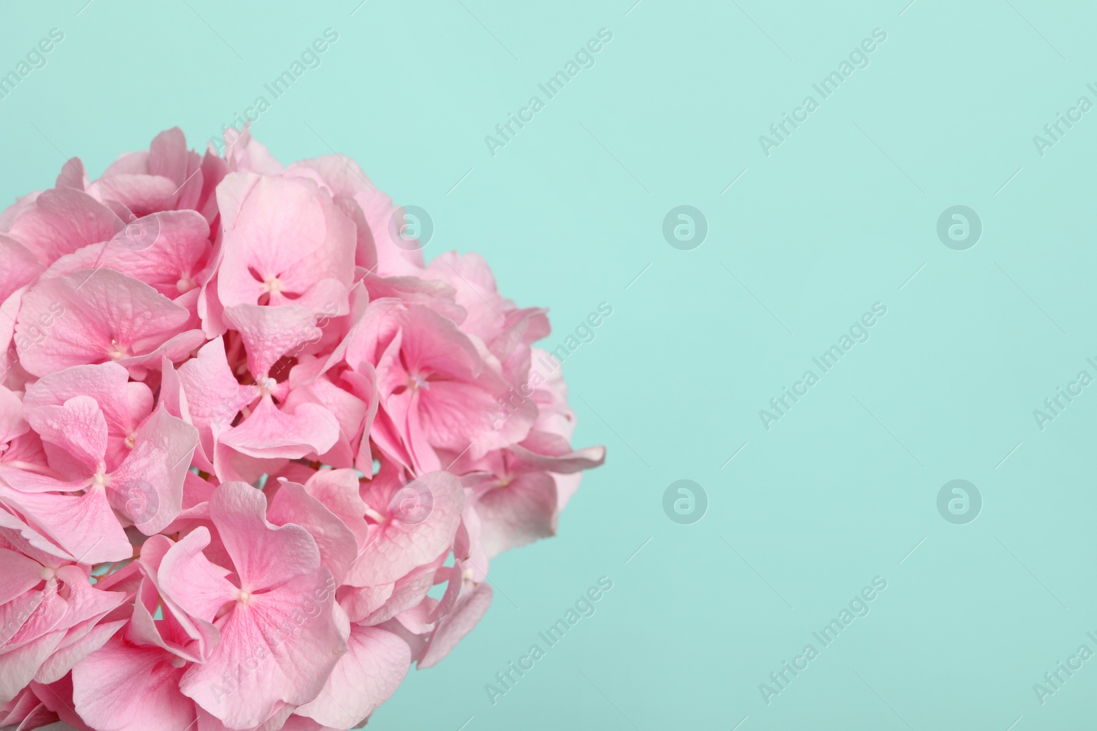 Photo of Beautiful bright hortensia flowers on turquoise background, closeup. Space for text