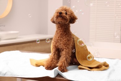 Photo of Cute Maltipoo dog wrapped in towel and soap bubbles in bathroom. Lovely pet