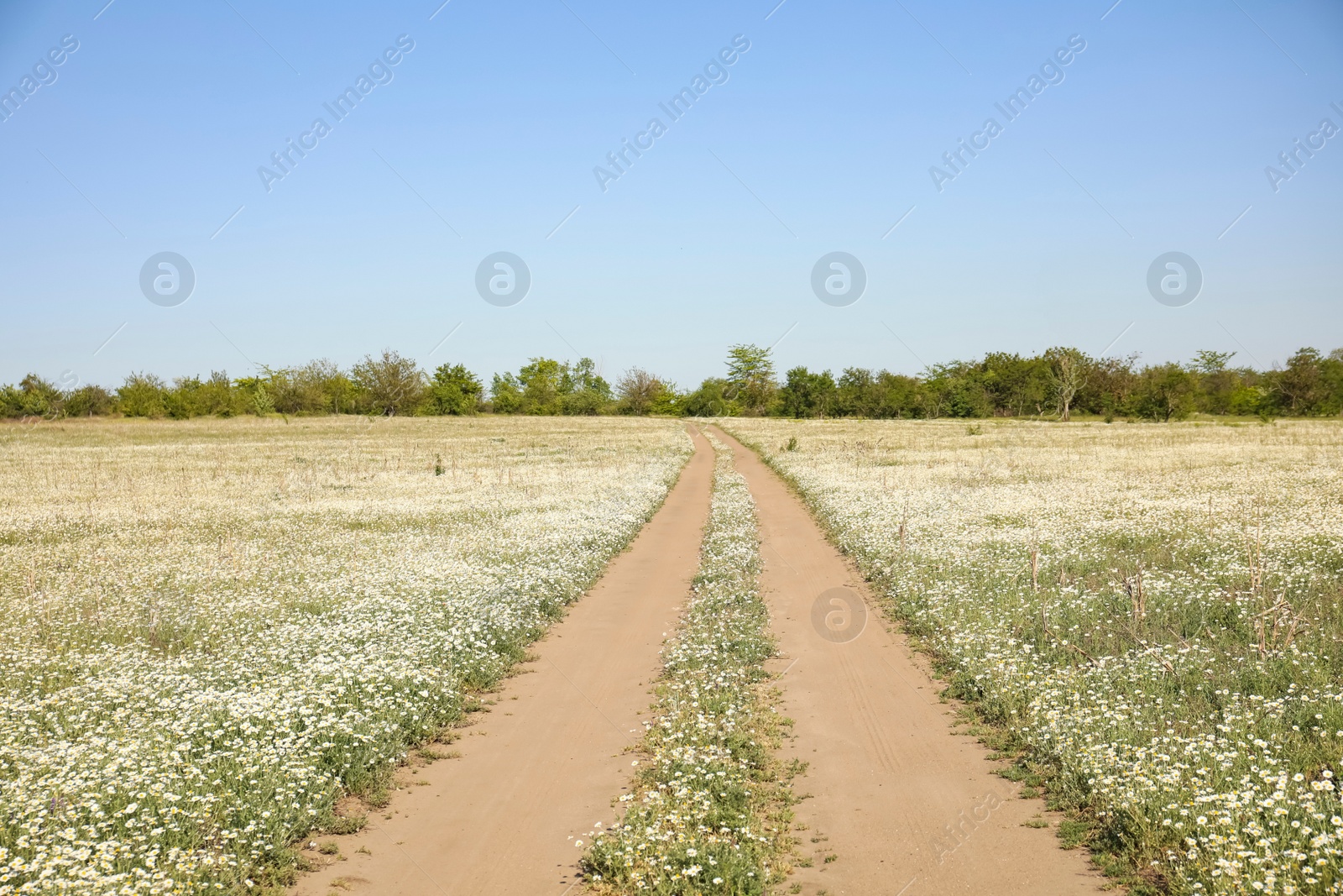 Photo of Country road going through beautiful chamomile field  on sunny day