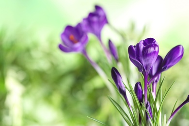 Photo of Beautiful spring crocus flowers on blurred background, space for text