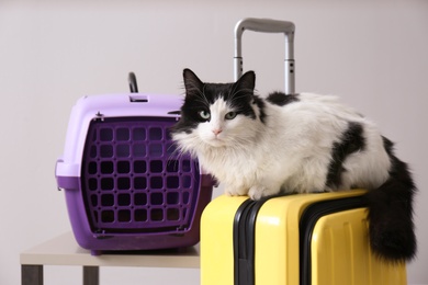 Cute cat sitting on suitcase and pet carrier against light grey background