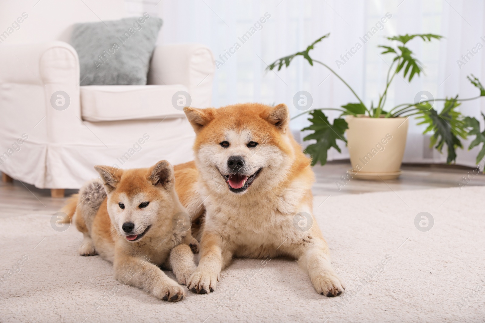 Photo of Adorable Akita Inu dog and puppy on floor in living room