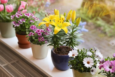 Photo of Many beautiful blooming potted plants on windowsill indoors