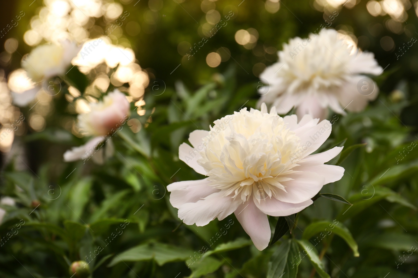 Photo of Beautiful blooming white peonies growing in garden, closeup. Space for text