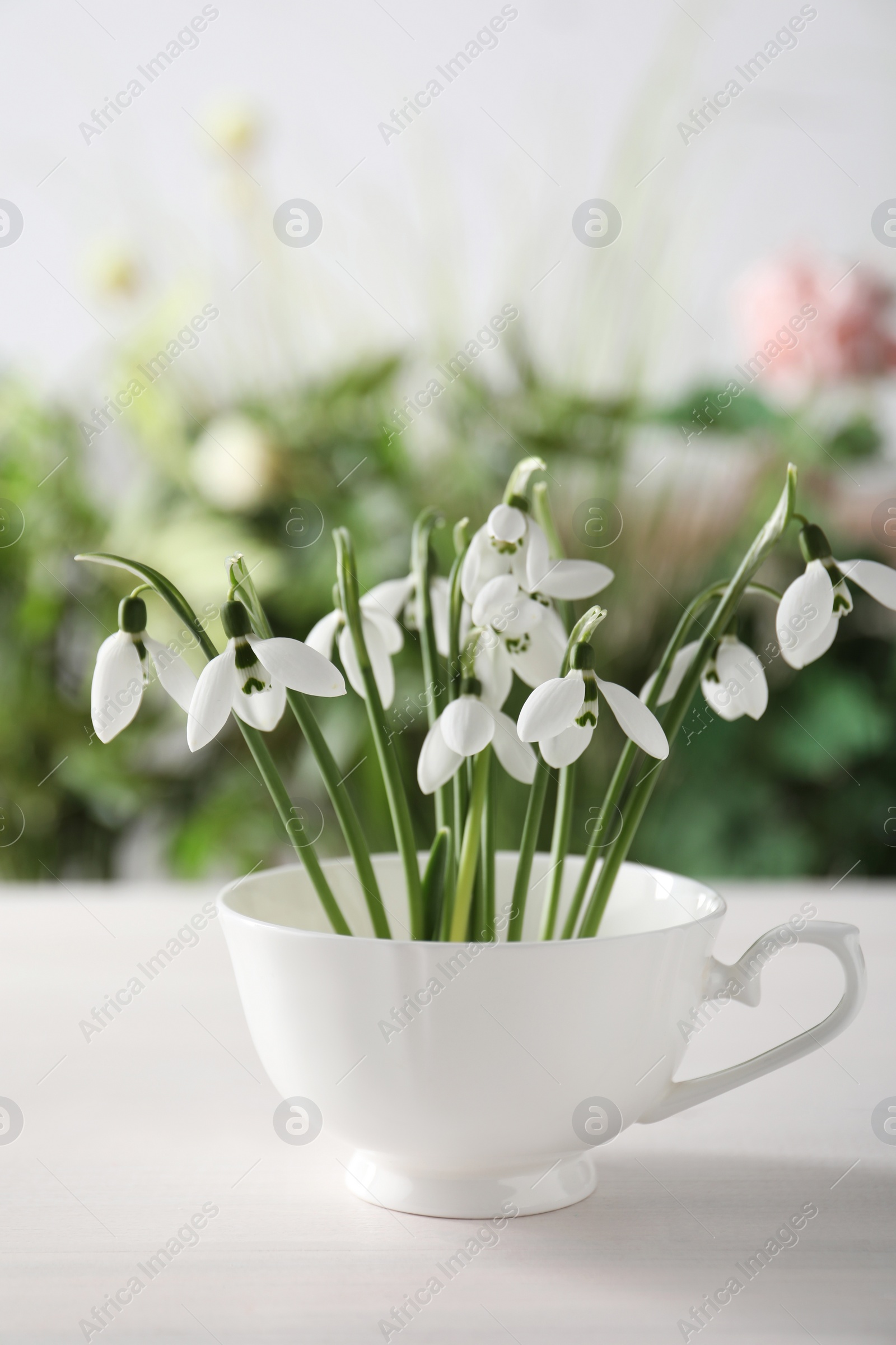 Photo of Beautiful snowdrop flowers in cup on white wooden table