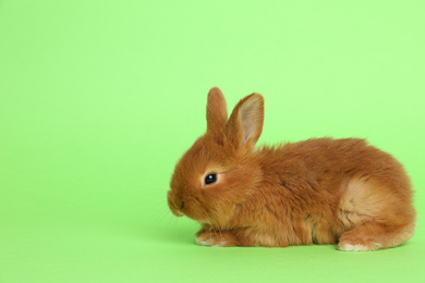 Adorable fluffy bunny on green background. Easter symbol