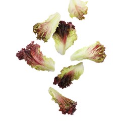 Image of Many oakleaf lettuce leaves falling on white background