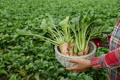 Photo of Man holding wicker basket with white beets in field, closeup