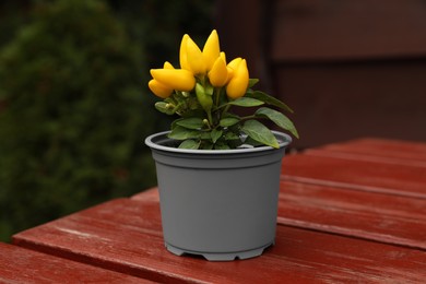 Photo of Capsicum Annuum plant. Potted yellow chili pepper on wooden table outdoors
