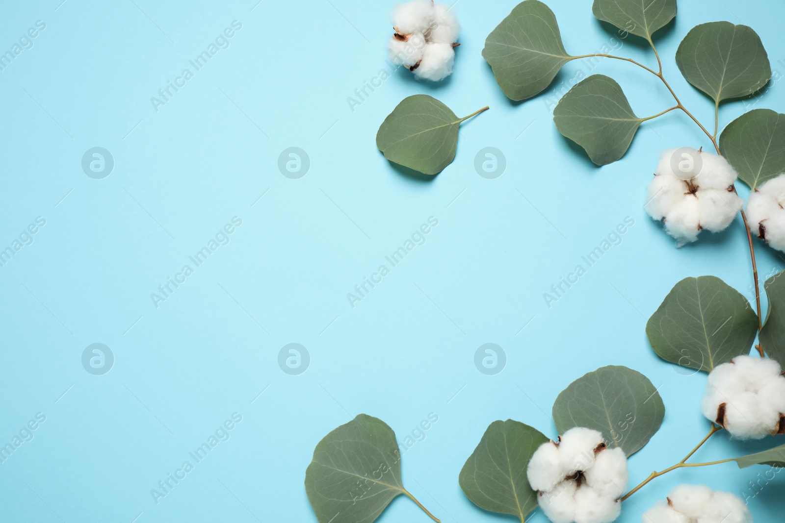 Photo of Beautiful floral composition with cotton flowers on light blue background, flat lay. Space for text