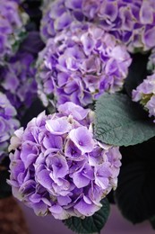 Image of Beautiful hydrangea plant with lilac flowers as background, closeup