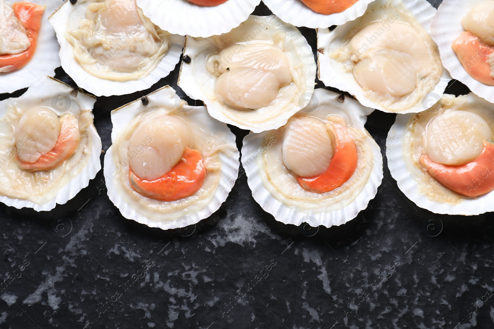 Photo of Fresh raw scallops with shells on black textured table, flat lay. Space for text