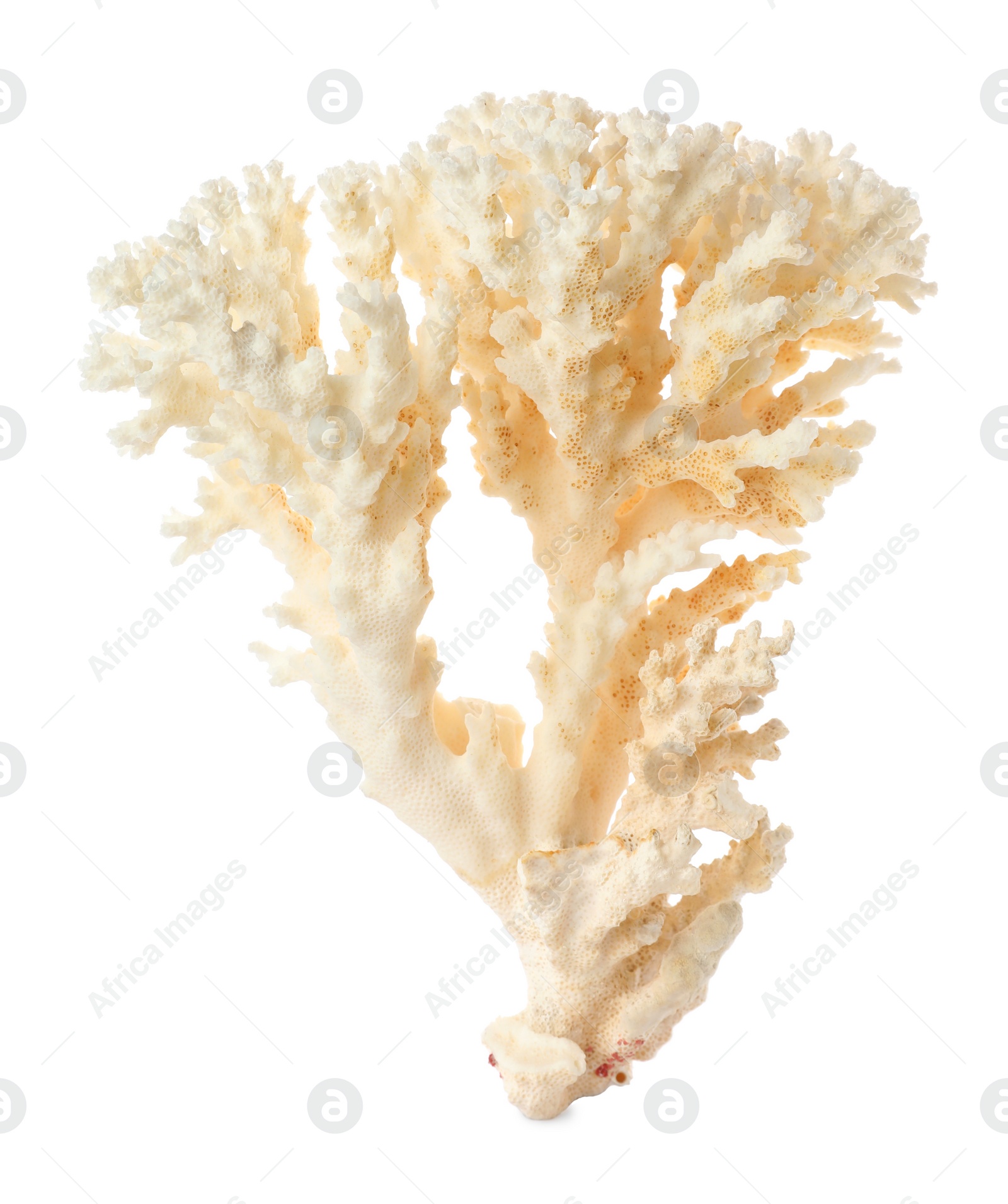 Photo of Beautiful exotic sea coral isolated on white