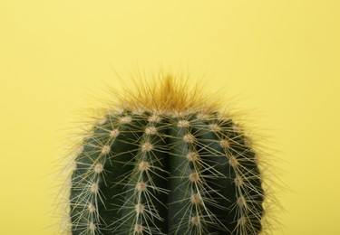 Photo of Beautiful green cactus on yellow background, closeup. Tropical plant