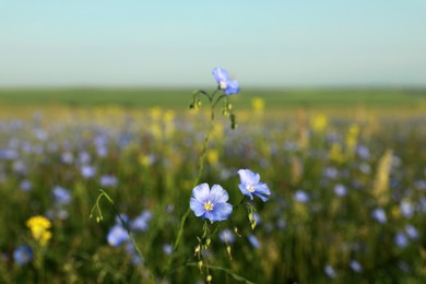 Photo of Beautiful blooming flax plants in meadow, space for text