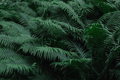 Photo of Beautiful fern with lush green leaves growing outdoors