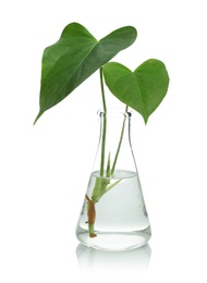 Photo of Flask with exotic plant isolated on white. Organic chemistry