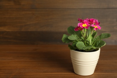 Photo of Beautiful violet in flowerpot on wooden table. Space for text