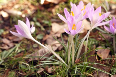 Photo of Beautiful crocus flowers growing outdoors, closeup. Space for text