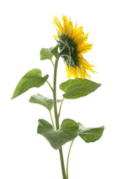 Photo of Beautiful bright blooming sunflower isolated on white