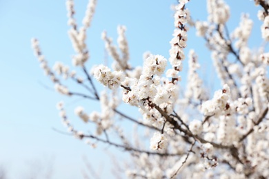 Photo of Beautiful apricot tree branches with tiny tender flowers against blue sky, space for text. Awesome spring blossom