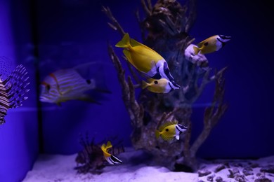 Photo of Beautiful yellow longnose butterfly fishes in aquarium