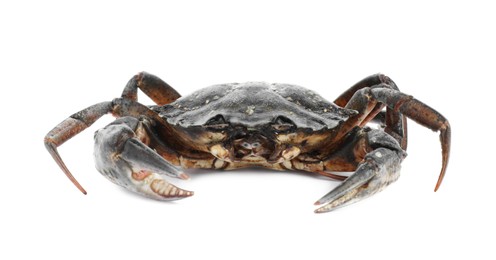 Photo of One fresh raw crab isolated on white