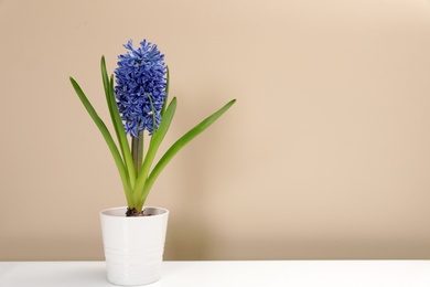 Photo of Beautiful spring hyacinth flower on table against color background. Space for text